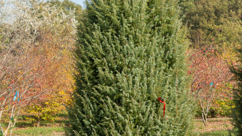 <p>Jałowiec pospolity</p><p>Juniperus communis</p>