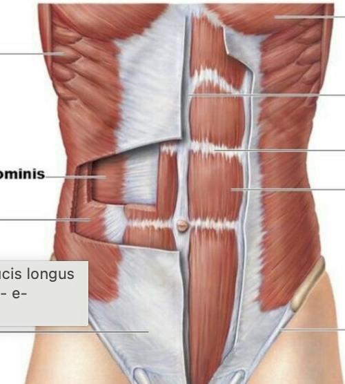<p><span style="line-height: 17px;">Herkenningspunten myologie buik</span><span style="line-height: 17px; background-color: var(--clrSelection,#c6c6c6) !important;">&nbsp;</span></p><p><span style="line-height: 17px; background-color: var(--clrSelection,#c6c6c6) !important;">wit gedeelte tussen spieren</span></p>