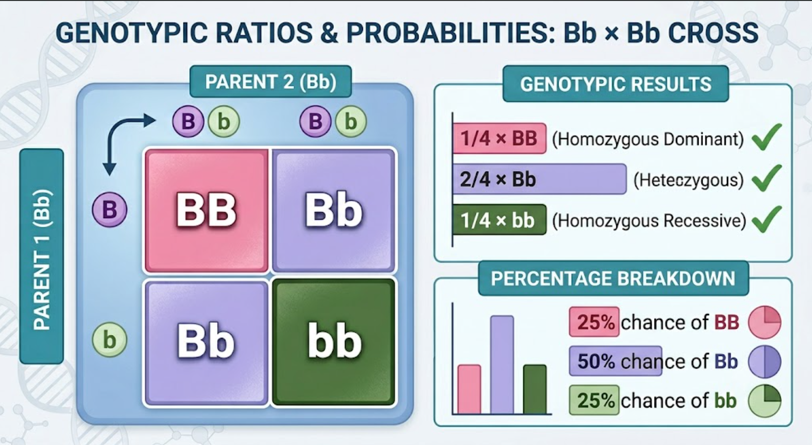 <p>25% BB, 50% Bb, 25% bb (Genotypic ratio: 1:2:1).</p>