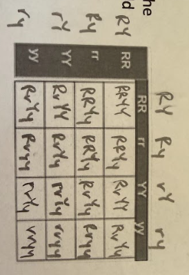 <p><span style="font-family: Calibri, sans-serif;">Not correct because the gametes should carry only one allele for each trait and each gamete should have an allele for both traits. Each side of the Punnett square should have the following gametes: RY, Ry, rY, and ry </span></p><p><span style="font-family: Calibri, sans-serif;">It is not correct. They need to put the potential genotypes of the gametes. They should have an allele for each of the genes, not two alleles for the same gene in each box. </span></p>