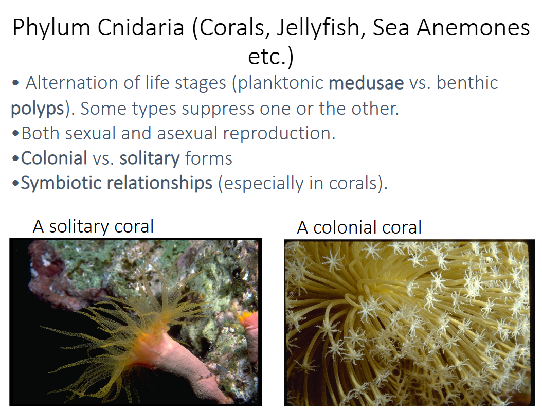 <p>no, they can be either colonial (many individual polyps living together) or solitary</p>