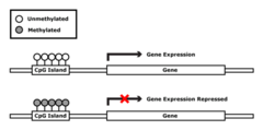 <p>chromatin modification that decreases gene expression</p>