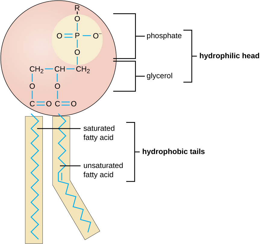 <p><span>Which are the primary molecules making up plasma membranes in cells?</span></p>