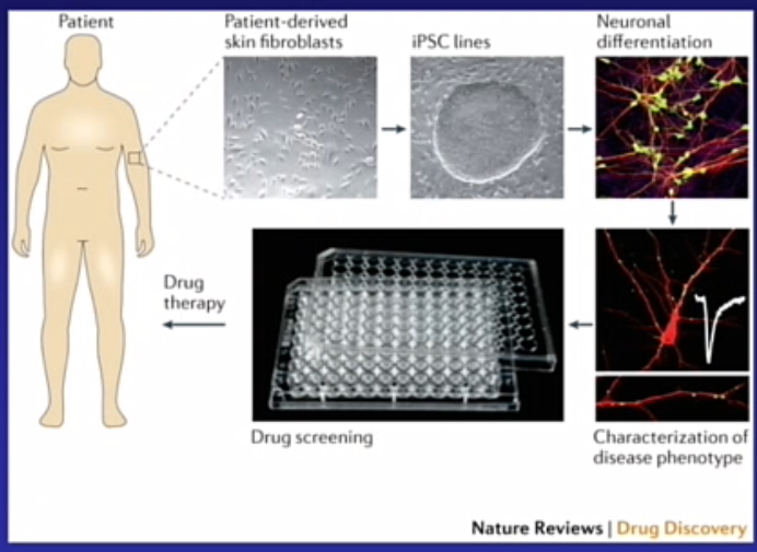 <ul><li><p>levende patient </p></li><li><p>fibroblasten </p></li><li><p>kweken ; terugdifferentieren naar embryonale stamcellen == IPSC</p></li></ul><p></p><ul><li><p></p></li></ul><p></p>