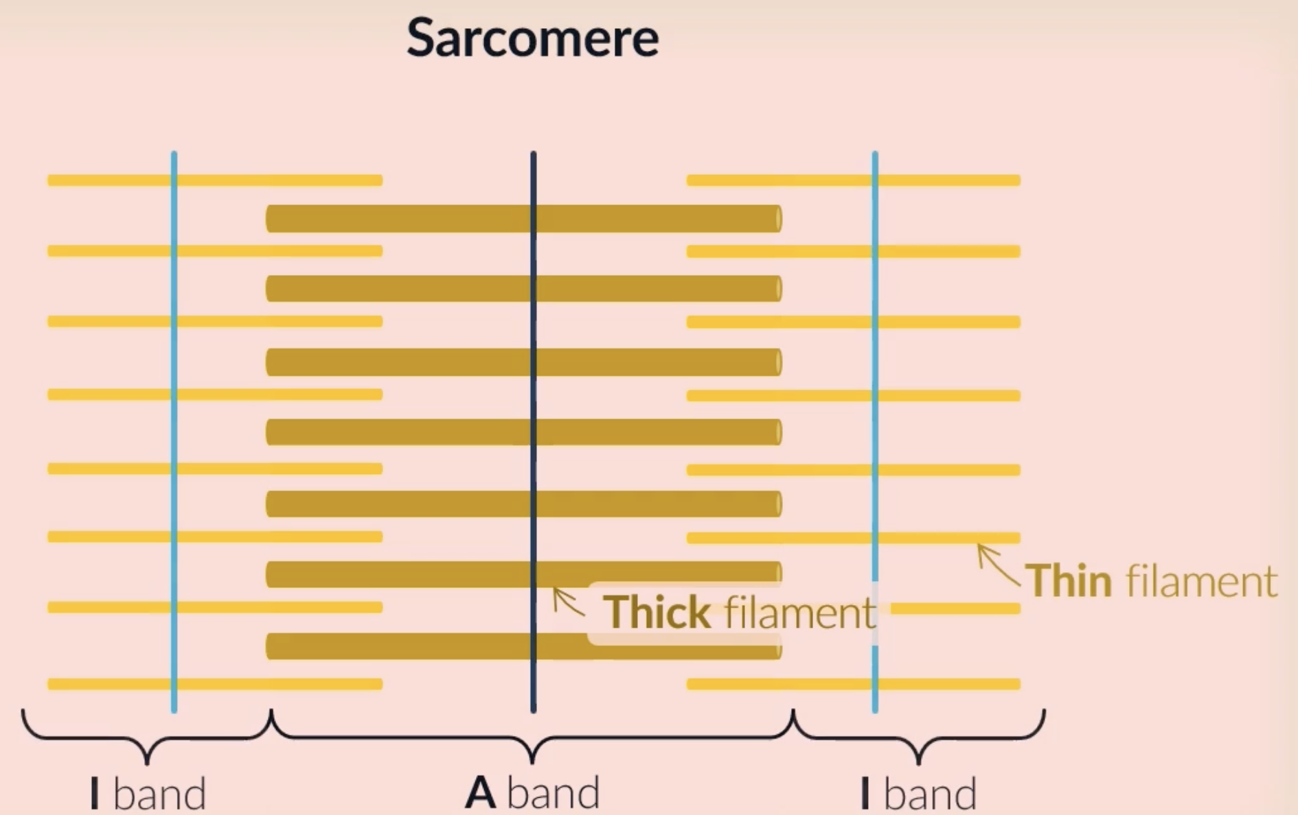 <p>each sarcomere consists of a light and dark band: the light band is the area where <em>just</em> the thin filaments are which allows more light through, the dark band is the are where the thick filaments are which doesnt allow a lot of light through </p><p><strong>I band </strong>is the whole area where only the thin filaments are found (light band)</p><p><strong>A band</strong> is the whole area where the thick filaments are found (dark band) </p><p>(M line is found at the centre of the A band)</p><p>(Z line is found at the centre of the I band)</p>