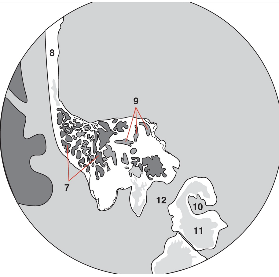 <p>8</p>