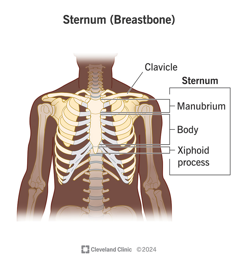 <p>breastbone </p>