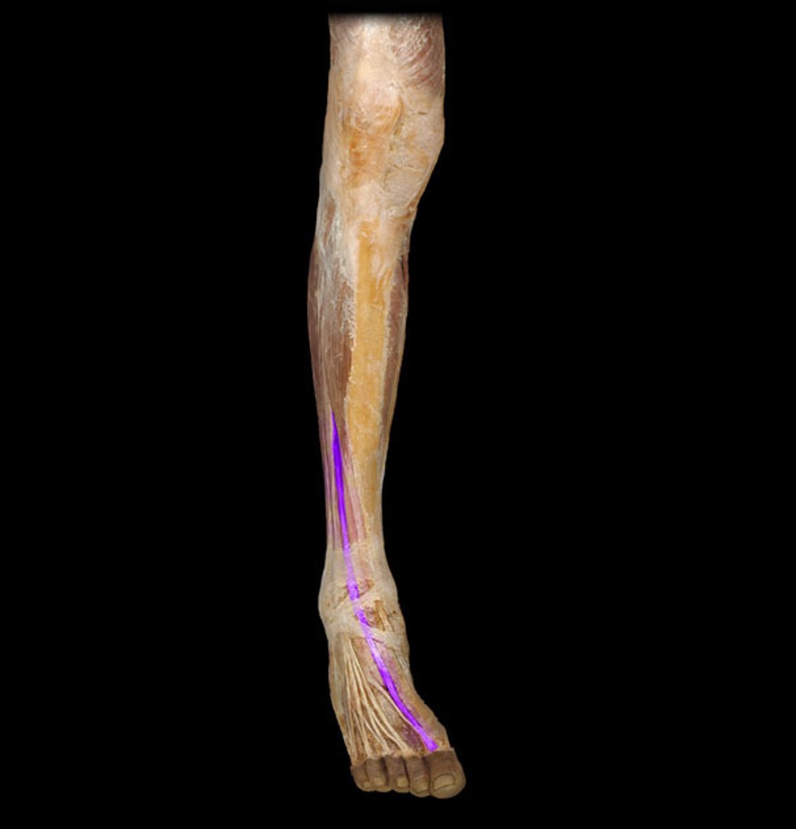 <p>Origin: The middle half of the anterior surface of the fibula and the adjacent interosseous membrane.</p><p>Insertion: The base and dorsal center of the distal phalanx of the great toe</p>