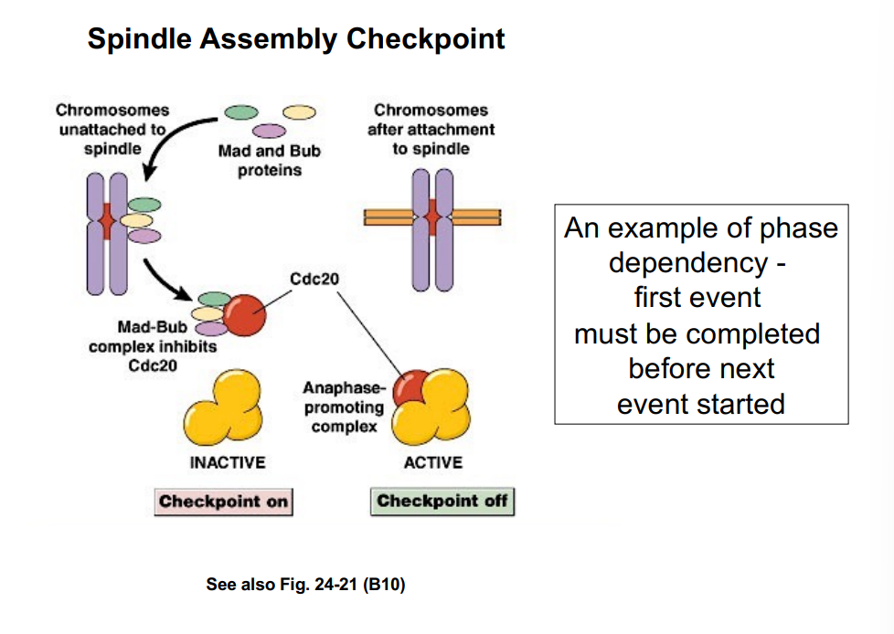 <p><span style="background-color: transparent;"><strong>Spindle Assembly Checkpoint (SAC)</strong></span></p>