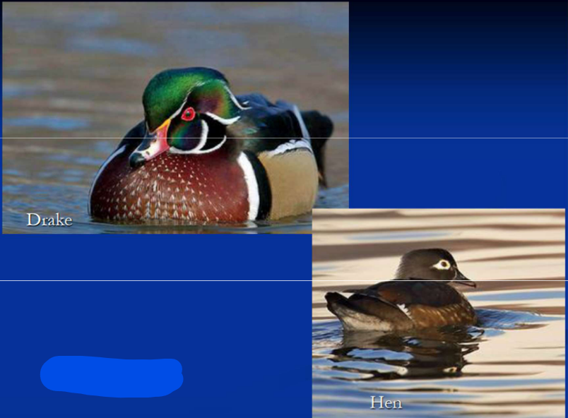 <p>What is the Order, Family, Subfamily and Common name of this vertebrate?</p>