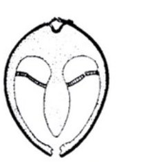 <p>Explain the anatomical difference of septibranch mantle cavitiy in bivalves. Include the prey or food types</p>