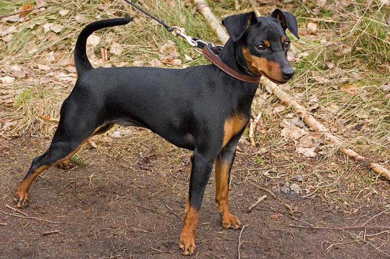 <p>What dog breed is this and what group are they in?</p>