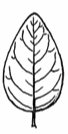 <p>What is this leaf shape?</p>