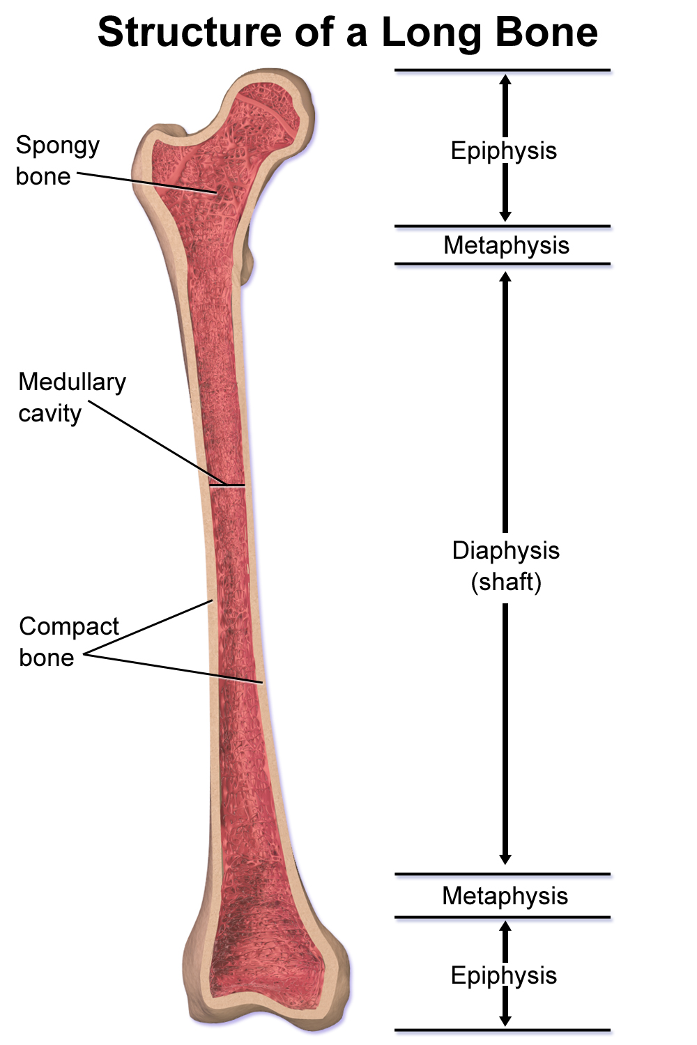 <ul><li><p>Diaphysis – the shaft or central part of a long bone  </p></li><li><p>Epiphysis – the rounded ends of a long bone, which articulate with other bones  </p></li><li><p>Metaphysis – the region between the diaphysis and epiphysis, containing the growth plate in children  </p></li><li><p>Articular cartilage – smooth tissue covering the epiphysis to reduce friction in joints  </p></li><li><p>Medullary cavity – central cavity within the diaphysis containing bone marrow  </p></li></ul><p></p>