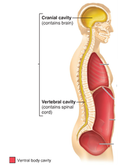 <p>protects nervous system organs and contains cranial and vertebral cavity</p>