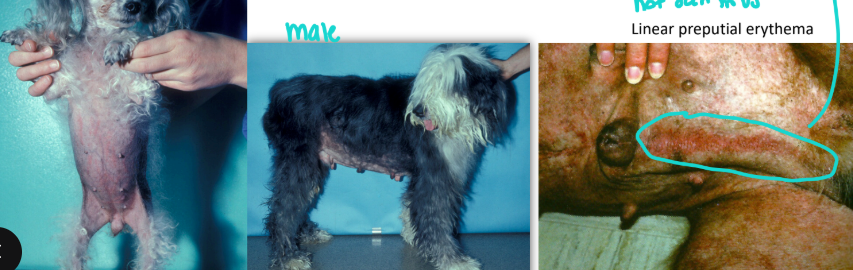 <p>what disease is this?</p>