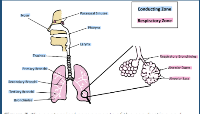 <p>respiratory zone </p>