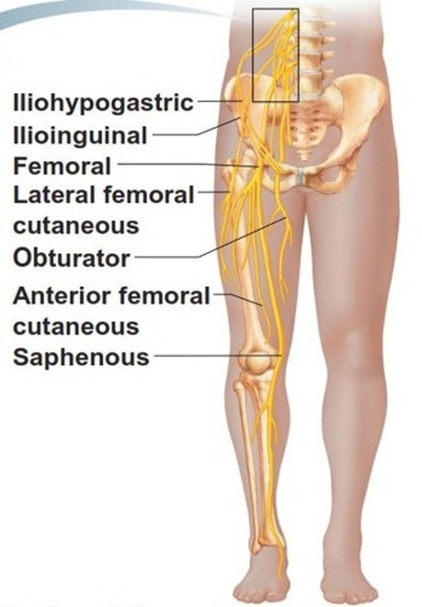 <p>what does the Ilioinguinal nerve (L1) of the lumbar plexus innervate? </p>