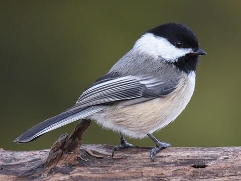 <p>Tiny, plump-bodied, big-headed bird that is a woodland resident in northern US and Canada</p><p>Gray overall with Buffy flanks and contrasting head pattern; black cap, white cheek, and black throat</p><p>Short stubby bill is used for hammering open seeds</p>