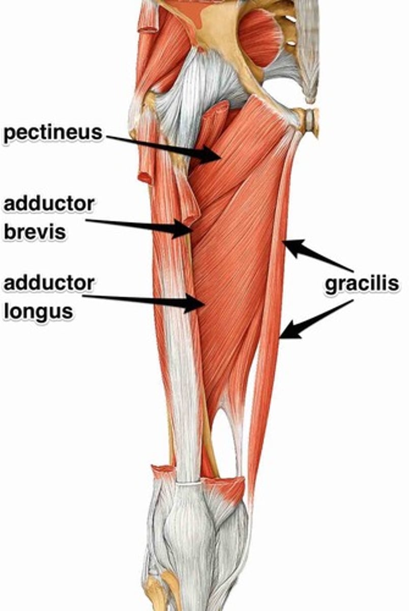 <p>Adductor magnus, adductor brevis, adductor longus, gracilis, and pectineus</p>
