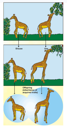 <p>Theory of acquired characteristics - organisms acquire certain traits <u>during their lifetime</u> and then pass them onto their offspring - NOT TRUE!!!!!!</p>