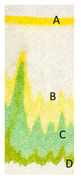 <p>Which leaf pigments absorb red and blue wavelengths of light and reflect green wavelengths?</p>
