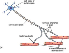 <p>1 motor neuron can innervate MANY muscle fibres</p><p>BUT, 1 muscle fibre can only be innervated by 1 motor neurone </p>