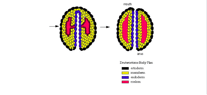 <p>Protostome or Deuterostome</p>