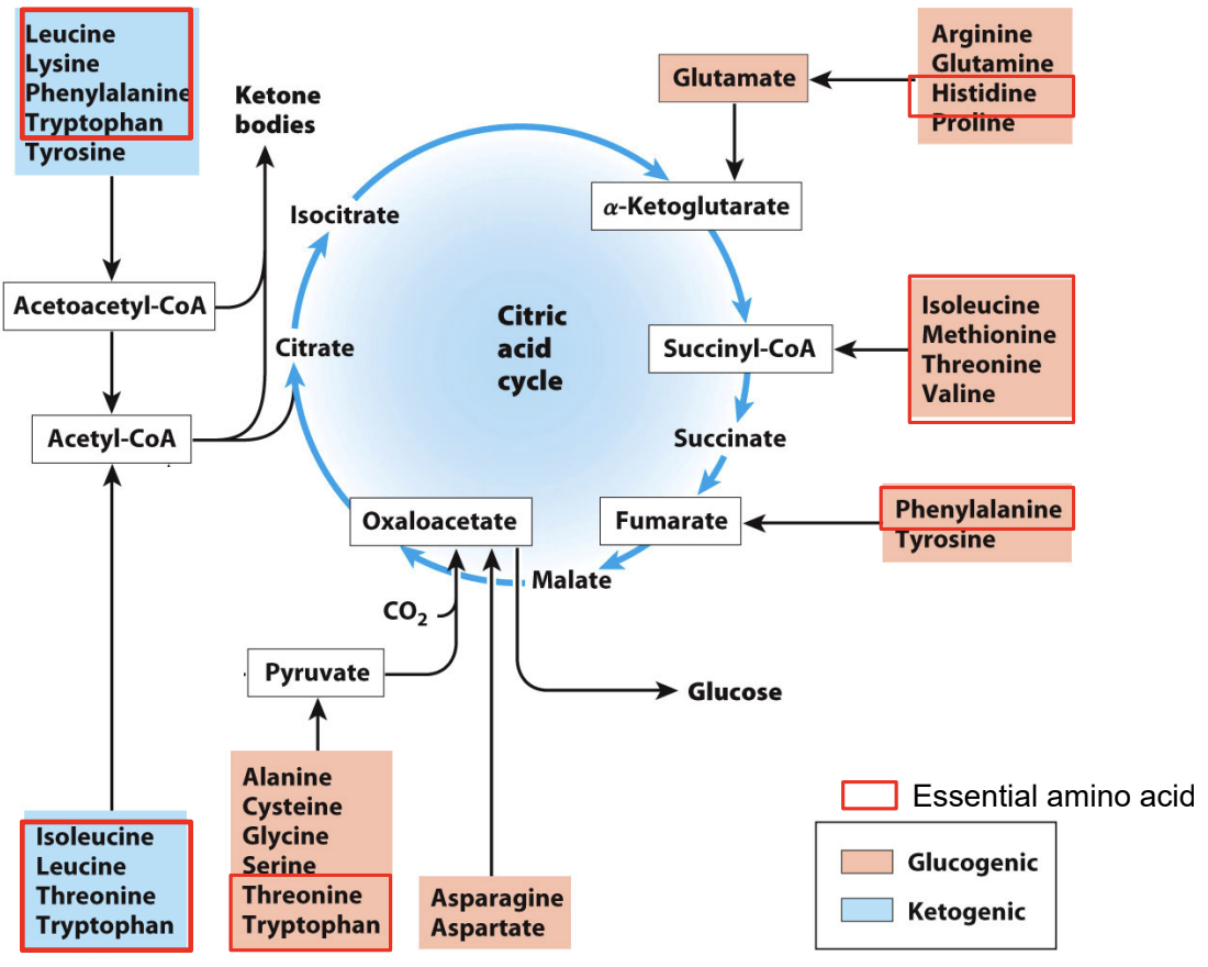 What makes an amino acid glucogenic vs ketogenic?
