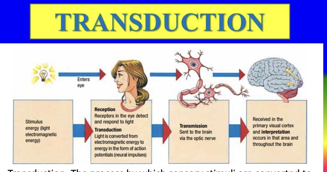 <p>The process by which sensory stimuli are converted to neural signals the brain can interpret </p>