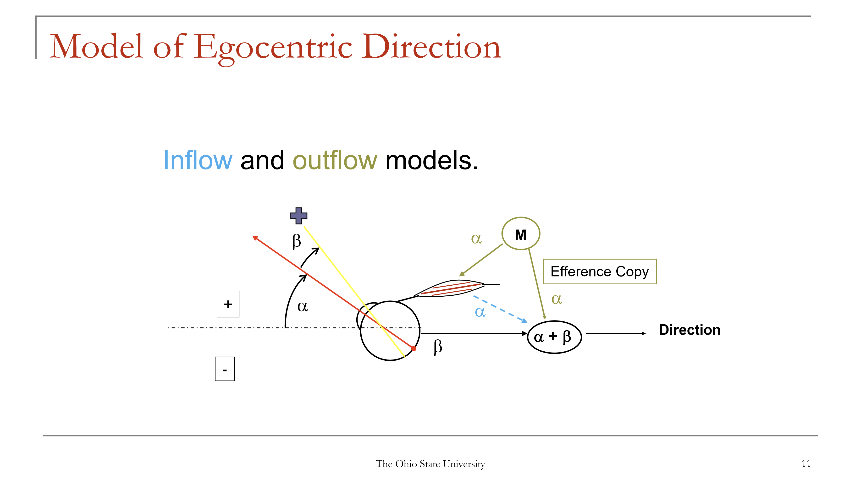 <p>The brain computes direction by combining:</p><p>Egocentric direction = α + β</p><p>Where:</p><ul><li><p>α = ocular direction (eye position relative to straight ahead)</p></li><li><p>β = oculocentric direction (object relative to fixation)</p></li></ul><p>Result: perceived object direction relative to the observer.</p>