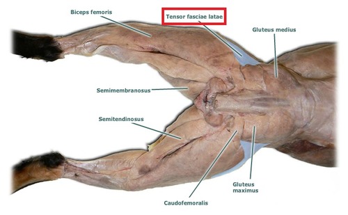 <p>More lateral of the muscles on the back of the hindleg</p>