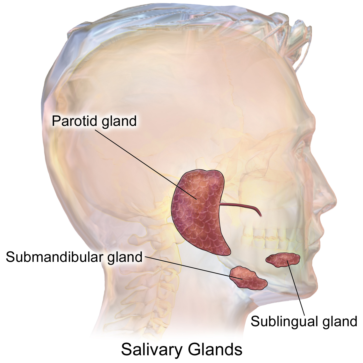 <p>What is the role of the salivary glands in swallowing?</p>