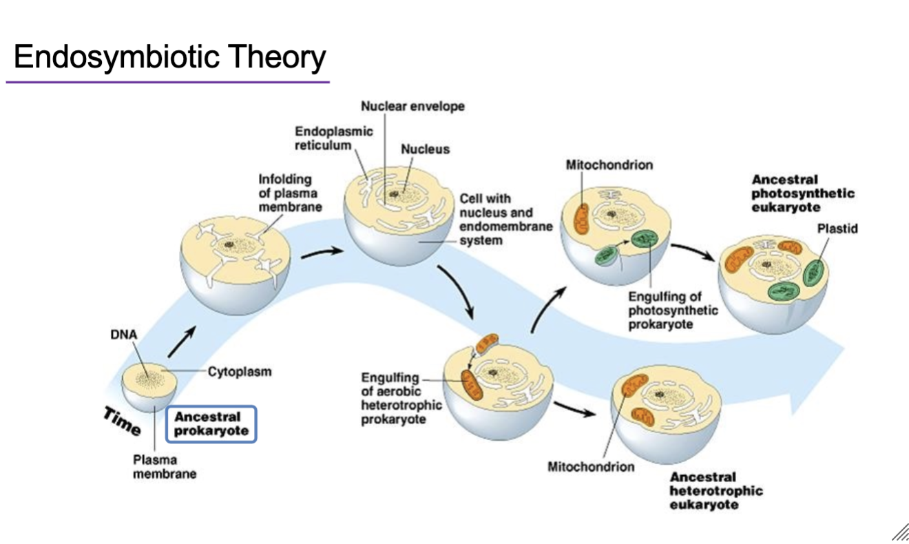 <p>Evidence for the symbiotic origins of mitochondria and plastids:</p><ul><li><p>Same size as bacteria</p></li><li><p>Multiply autonomously by binary fission</p></li><li><p>Have double membrane envelope structure</p></li><li><p>Have bacteria-like (70S) ribosomes</p></li><li><p>Contain circular DNA genomes</p></li><li><p>Bacterial genes found in nuclear genome of Eukaryotic cells</p></li><li><p>Mitochondria and plastids monophyletic with bacteria</p></li></ul><p></p>