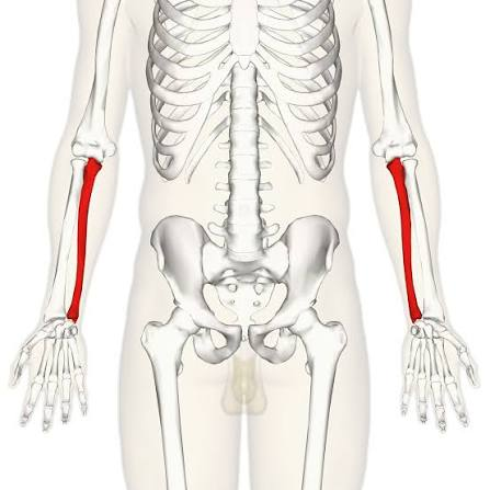 <p>What is this bone?</p>
