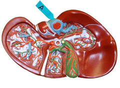 <p>Identify this blood vessel.</p>