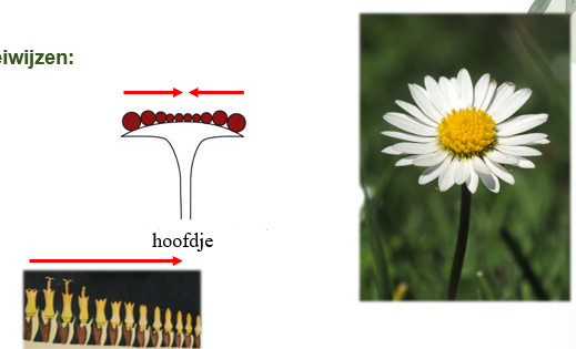 <p>Racemeuze bloeiwijze: <span>De bloemen bevinden zich allemaal op een gemeenschappelijke bloembodem. De bloemen langs de rand zijn het oudst, en deze in het midden zijn het jongst. Omdat de bloeiwijze dus doorgroeit naar het midden wordt dit gezien als een racemeuze bloeiwijze</span></p>