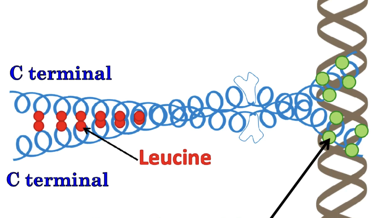 <p>2 Alpha helices formed dimerized together, with the C-terminus having NP bonds such as Leucine forming a zipper and the other end having Polar bonds (N-terminus) making bonds with the DNA<br><br><strong>DIMER</strong></p>