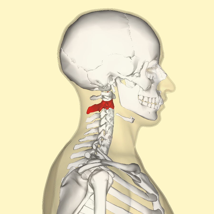<p>Specific name for C2 vertebrae</p>