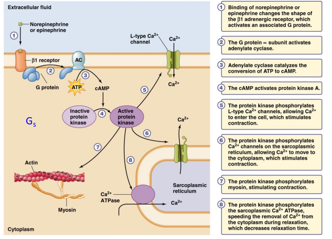 <p>Via G coupled protein receptors so…</p><p></p>