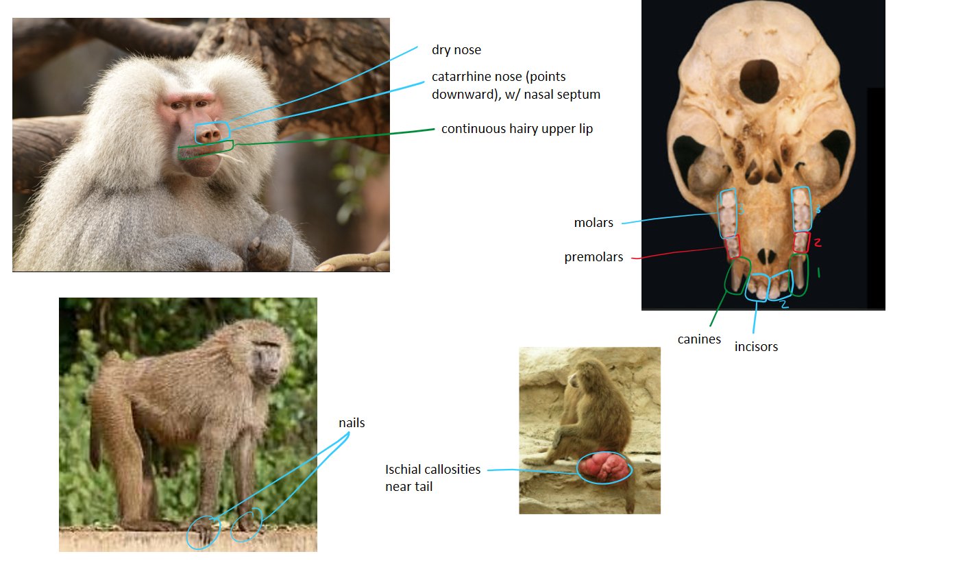 <ul><li><p>nostrils close together</p></li><li><p>non-prehensile tail</p></li><li><p>ischial callosities</p></li><li><p>bilophodont molars</p></li><li><p>dental: 2123/2123</p></li></ul><p></p>