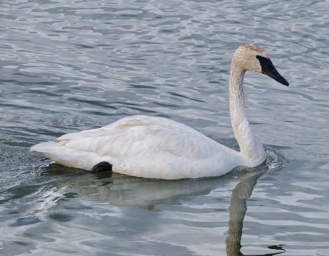 <p>Trumpeter swan</p>