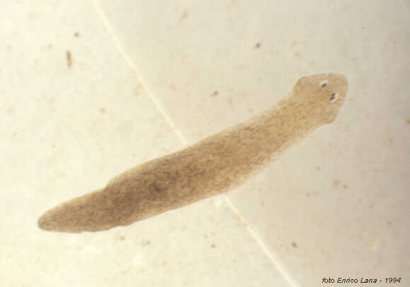 <p>Common flatworms identified by having many eyes around the head or front part of the body.</p>