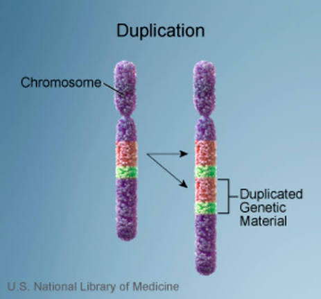 <p>When a portion of chromosomal material is duplicated, results in a functional trisomy</p><ul><li><p>afterwards may be inserted in the same order as the original segment or may be inverted and then inserted in the reverse order.</p></li></ul><p></p>