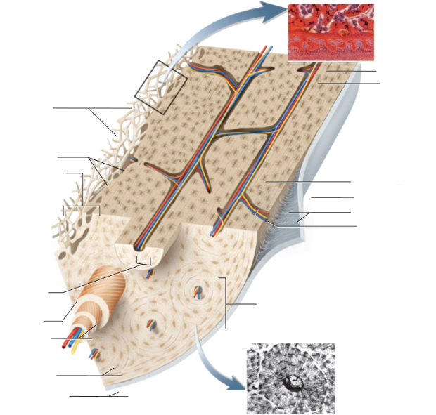<p>Histology of Compact bone:</p><ol><li><p>What other things does it consist of that’s not labeled?</p></li></ol><p>concentric lamellae? Perforating fibers/canals? nutrient foramina? central canals?</p>