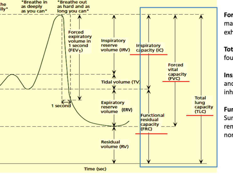 <p>forced vital capacity </p><ul><li><p>irv+tv+erv</p></li><li><p>max you can breathe in and out</p></li></ul><p></p>