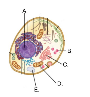 <p>Label the parts of the cell:</p>