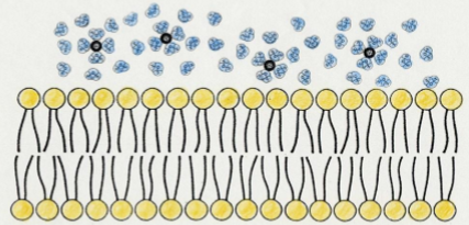 <ul><li><p>ions have a shell of water, removing it has thermodynamic cost</p></li><li><p>bare diffusion is effectively zero (never) - an Na+ ion crosses about 1x in hours</p></li><li><p>therefore needs channels and transporters</p></li></ul><p></p>