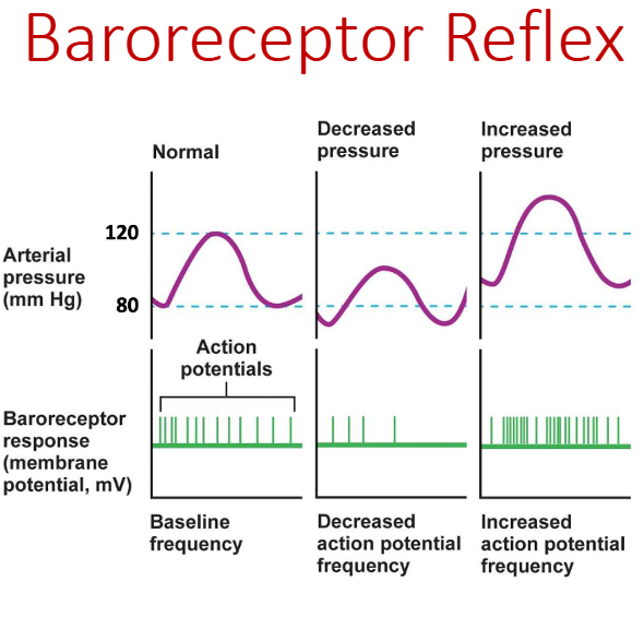 <p>stretch receptors in the carotid sinus and aortic arch that detect changes in blood pressure and trigger reflex adjustments to maintain homeostasis<br><span>Baroreceptors respond to changes in MAP by firing</span><br><span>action potentials:</span><br><span>• Low MAP = decreased AP frequency</span><br><span>• High MAP = increased AP frequency</span><br><span><strong>MAP = CO x R</strong></span></p>
