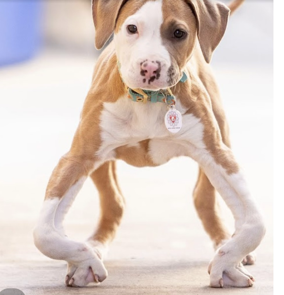 <p>Dog with angular limb deformity. This lesion is more common in older animals (True or False)?</p>